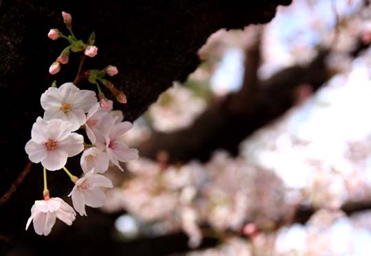 桜の季節.jpg